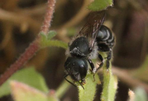 Réf. 266 317 : Osmia sp.